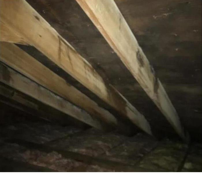 black mold in attic space