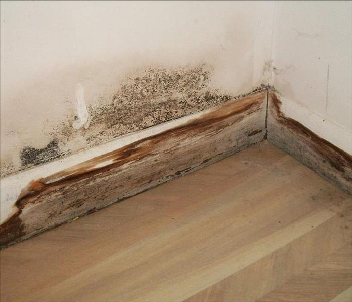 corner baseboard with mold damage from water