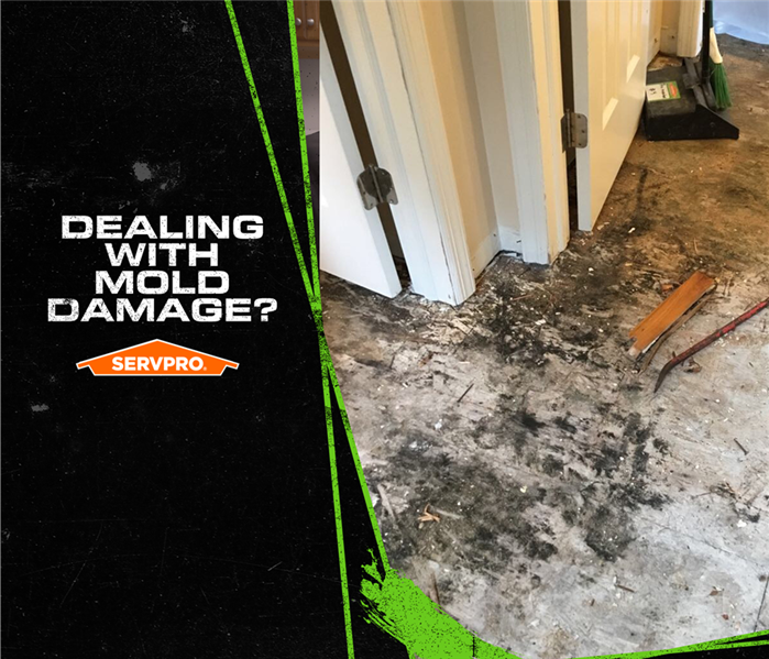 SERVPRO poster mold?